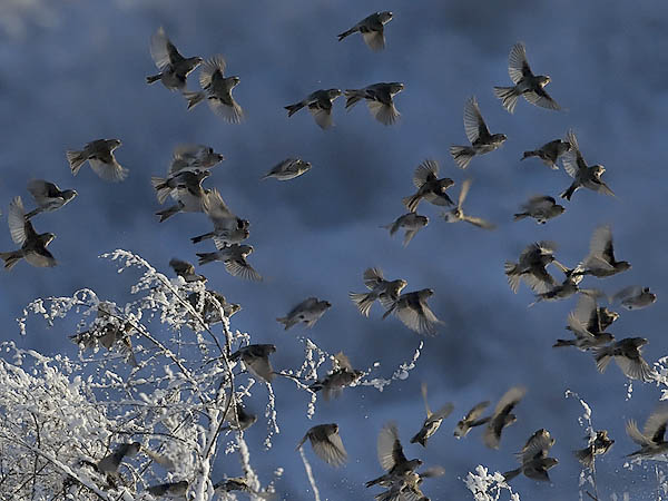Urpiainen, Common Redpoll, Carduelis flammea